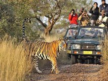 Tiger Safari Guide