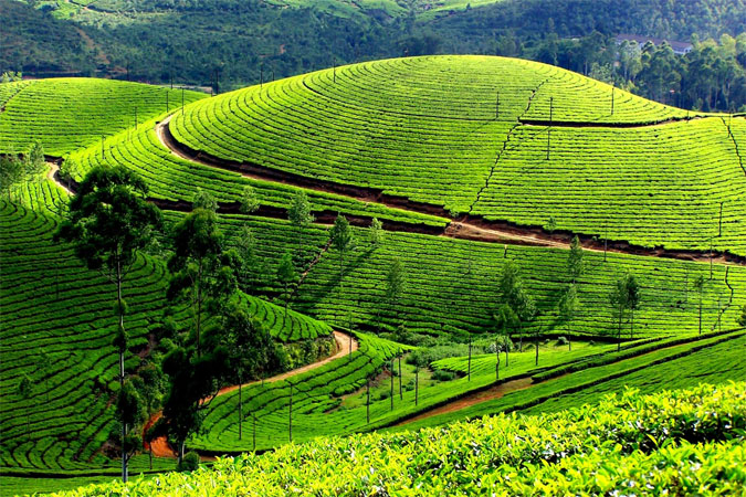 Kerala Honeymoon Special