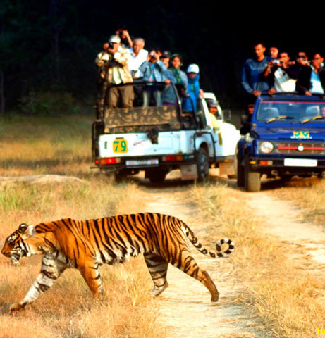 Bandhavgarh Safari Break