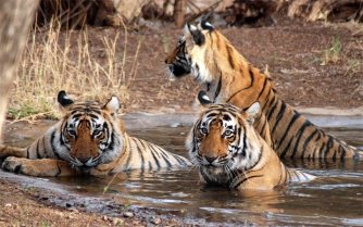 Jim Corbett Wildlife Break